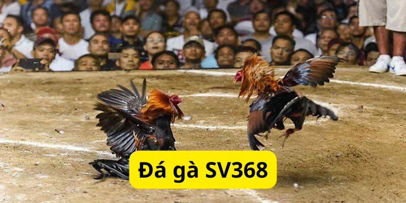 Trang đá gà trực tuyến SV368